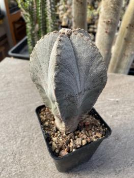 Astrophytum myriostigma